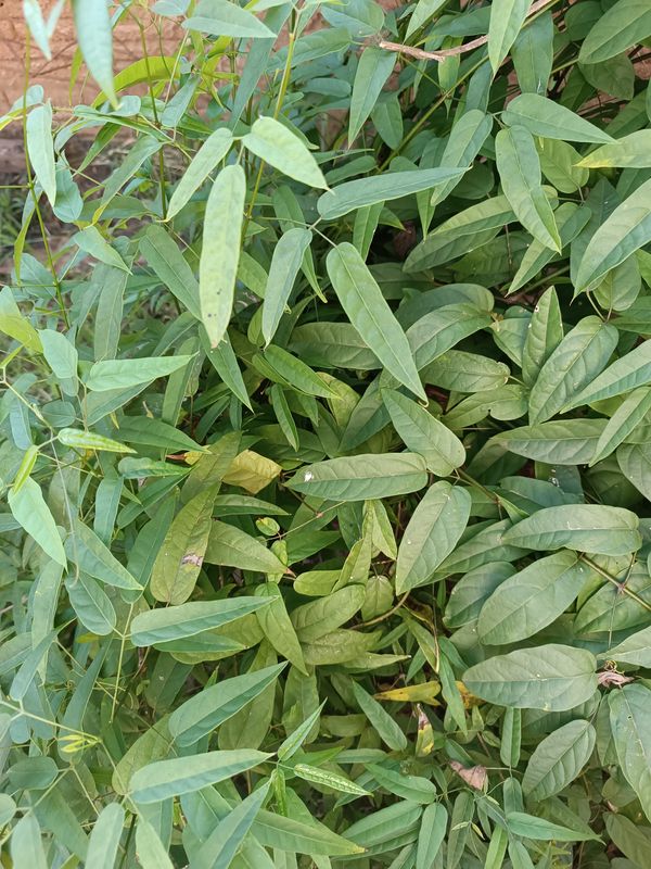Identificação da planta Crajirú por foto