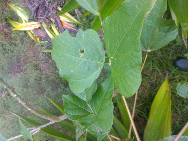 Identificação da planta Mulungu-da-amazônia por foto