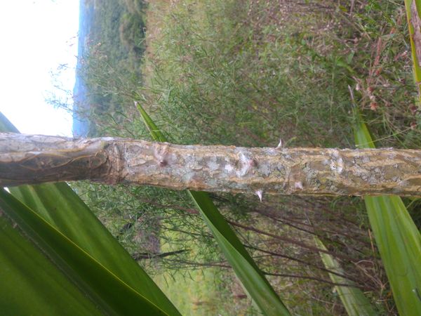 Identificação da planta Espinheira-santa por foto
