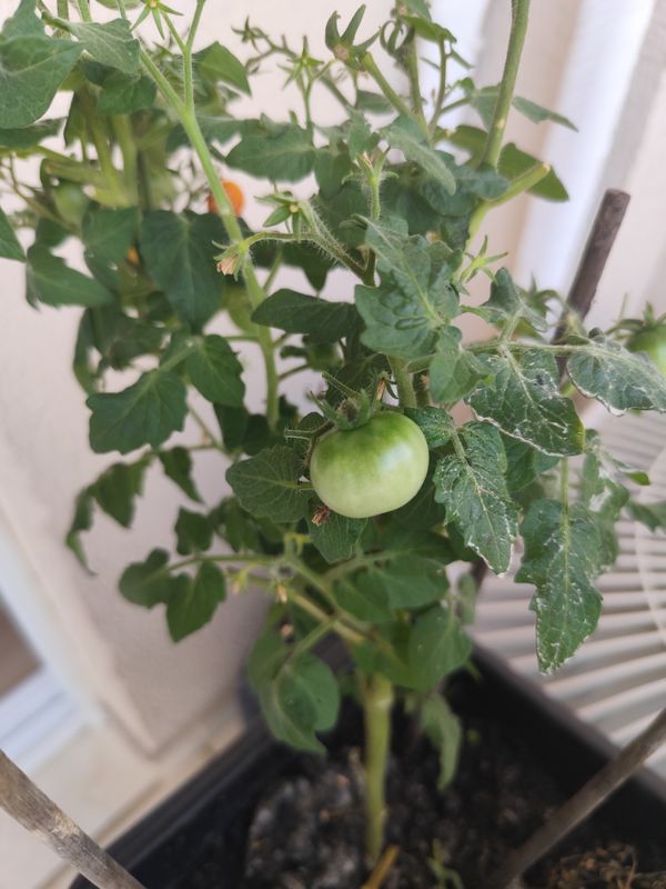 Identificação da planta Tomate cereja por foto