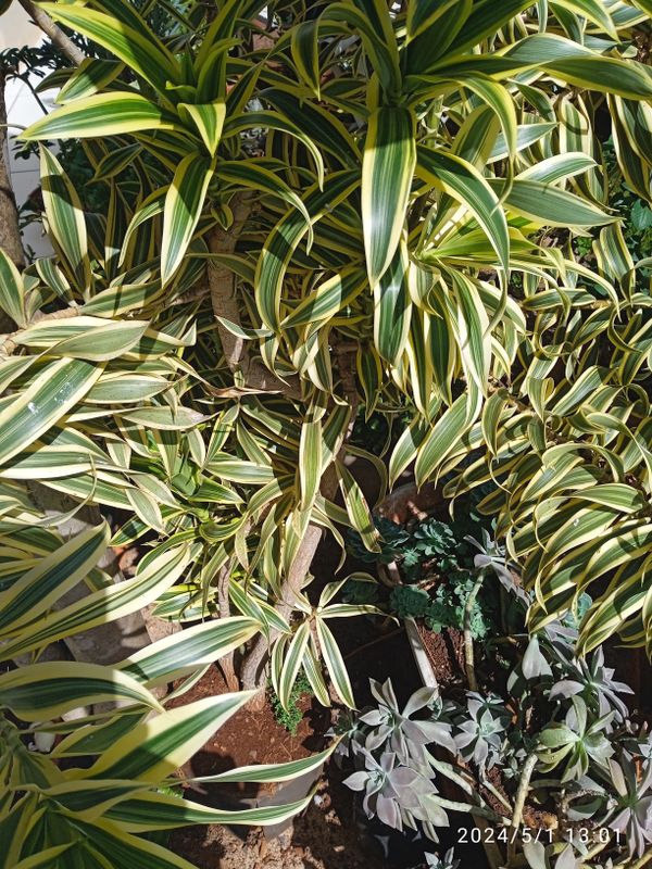Identificação da planta Pleomele por foto