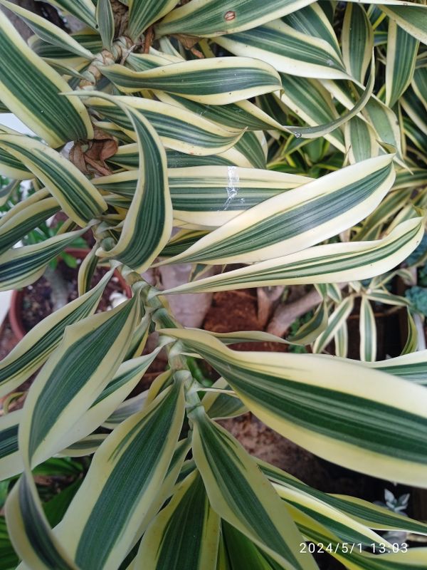 Identificação da planta Pleomele por foto