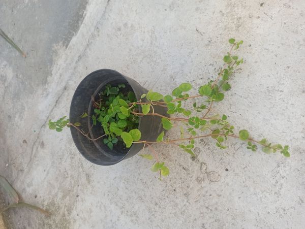 Identificação da planta Dinheiro em penca por foto