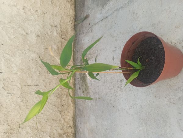 Identificação da planta Bambu da Sorte por foto