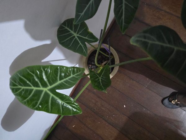 Identificação da planta Cara de Cavalo por foto
