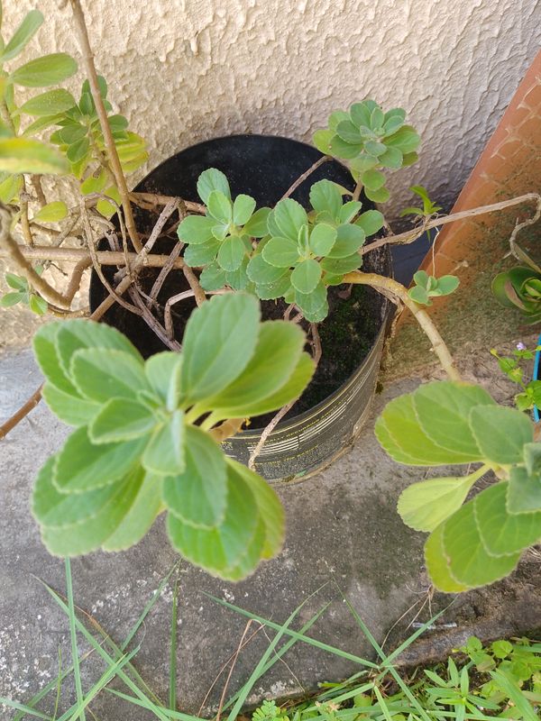 Identificação da planta Coração-roxo por foto