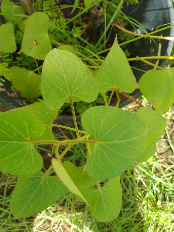 Identificação da planta Batata-doce por foto