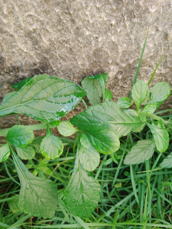 Identificação da planta Mentrasto por foto