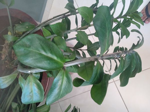 Identificação da planta Zamioculcas por foto