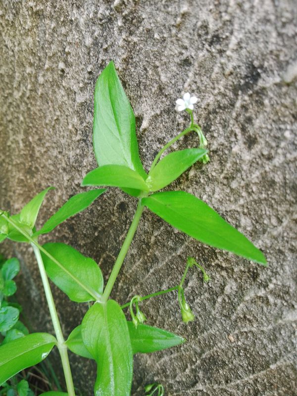Identificação da planta Erva diamante por foto