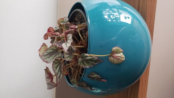 Identificação da planta Asa-de-papagaio por foto