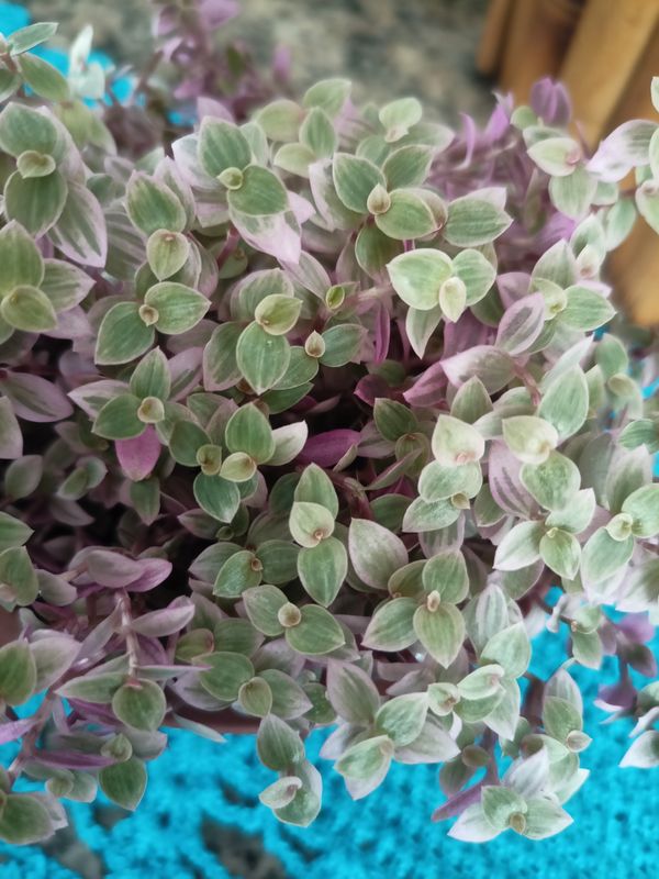 Identificação da planta Tradescantia-nanica por foto