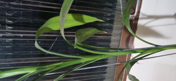 Identificação da planta Bambu da Sorte por foto