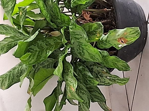 Identificação da planta Café de Salão por foto