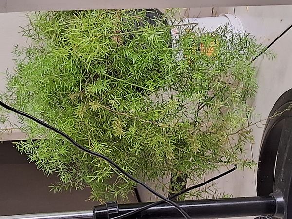 Identificação da planta Alfinete por foto