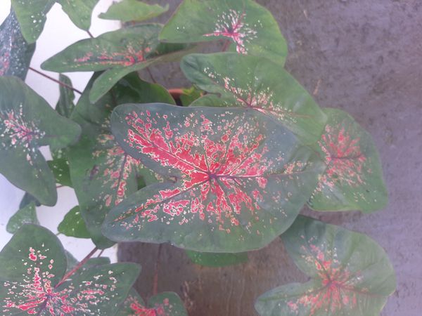 Identificação da planta Tinhorão por foto