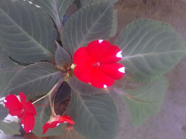 Identificação da planta Maria-sem-vergonha por foto