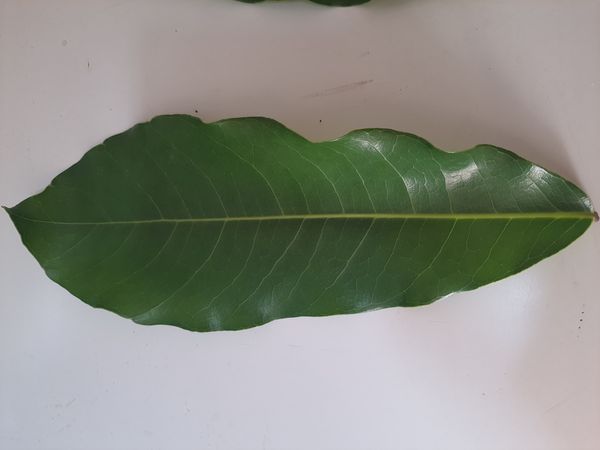 Identificação da planta Marmelinho-do-mato por foto