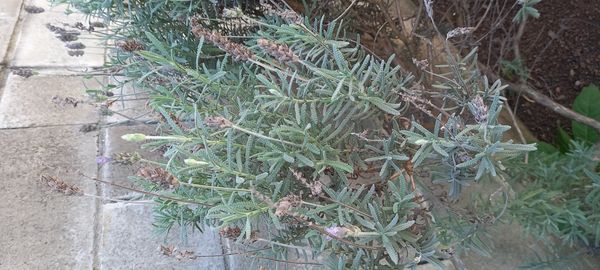 Identificação da planta Lavanda por foto