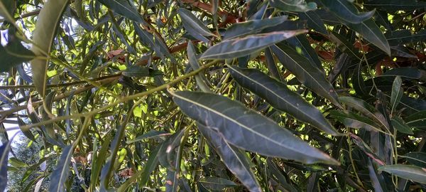 Identificação da planta Canela-sassafrás por foto