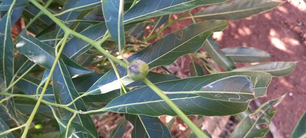 Identificação da planta Canela-sassafrás por foto