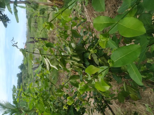 Identificação da planta Acerola por foto