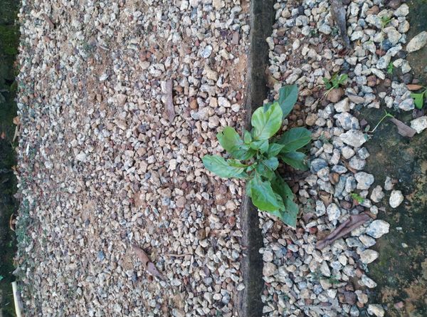 Identificação da planta Caruru por foto