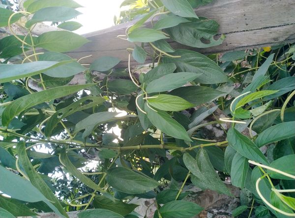 Identificação da planta Jaborandi-falso por foto