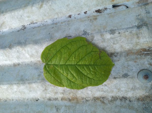 Identificação da planta Ipê-amarelo por foto