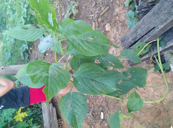 Identificação da planta Chia por foto