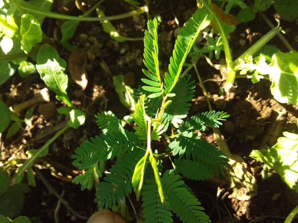 Identificação da planta Dormideira por foto