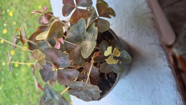 Identificação da planta Trevo negro por foto