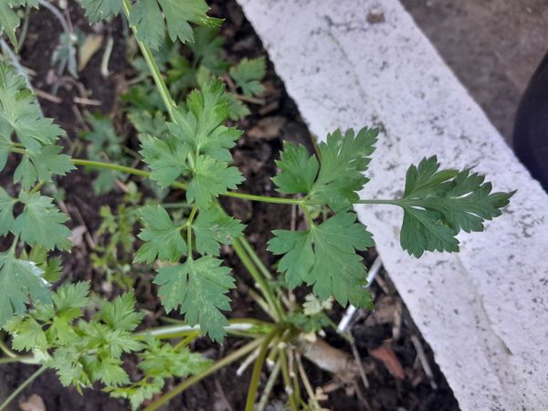 Identificação da planta Salsa por foto