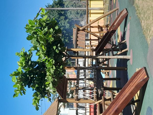 Identificação da planta Amendoeira-da-praia por foto
