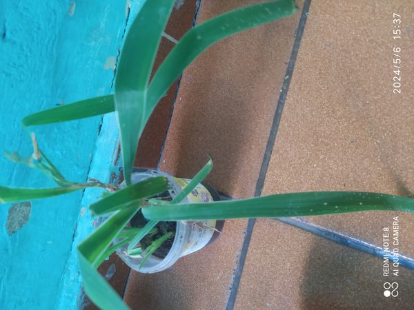 Identificação da planta Flor-leopardo por foto