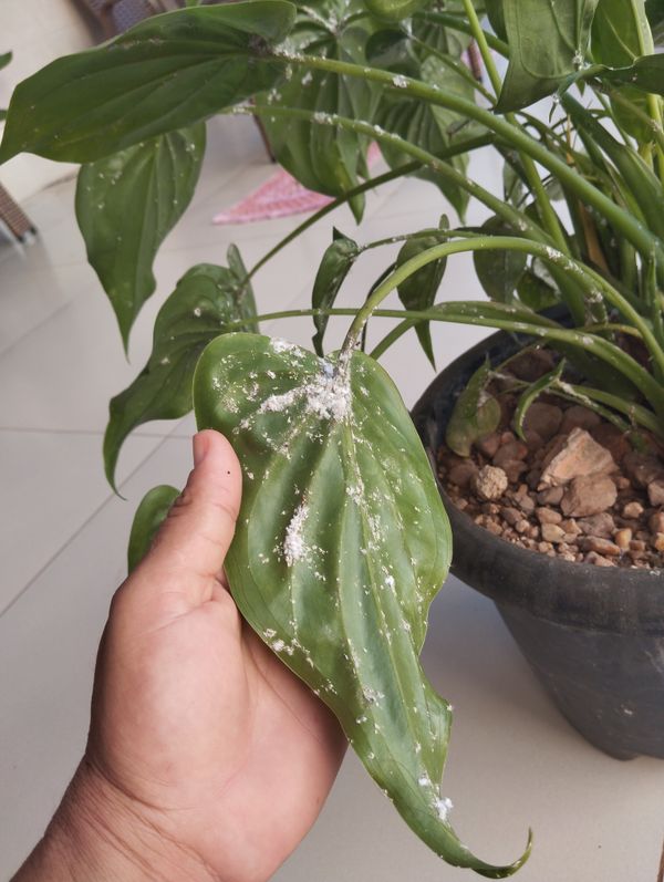 Identificação da planta Orelha de Elefante por foto