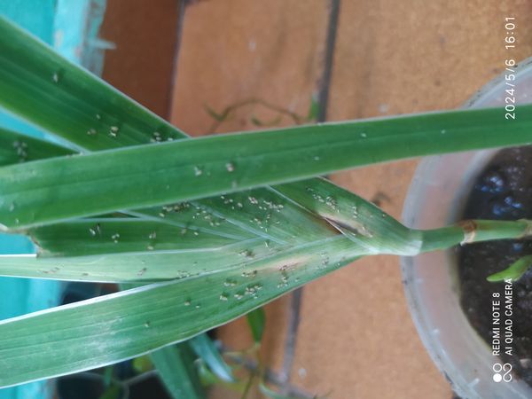Identificação da planta Flor-leopardo por foto