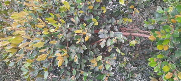 Identificação da planta Luma por foto