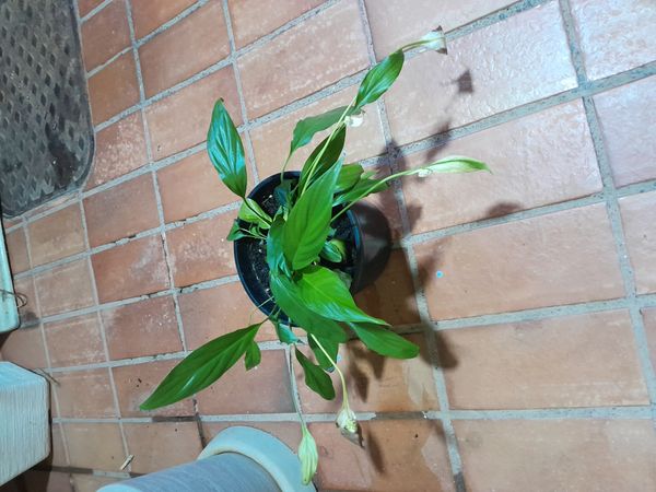 Identificação da planta Como cuida do lirio por foto