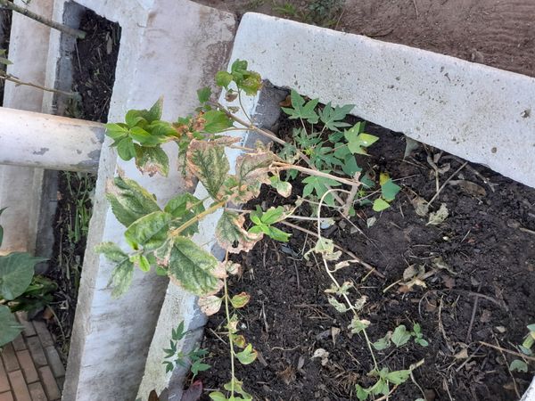Identificação da planta Cidreira por foto