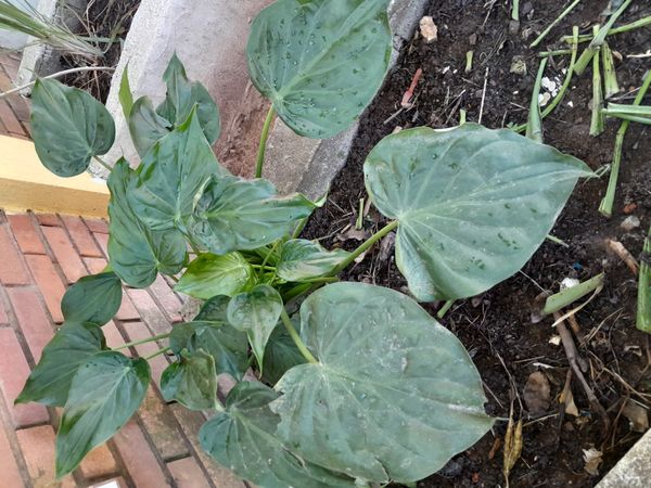 Identificação da planta Orelha de Elefante por foto