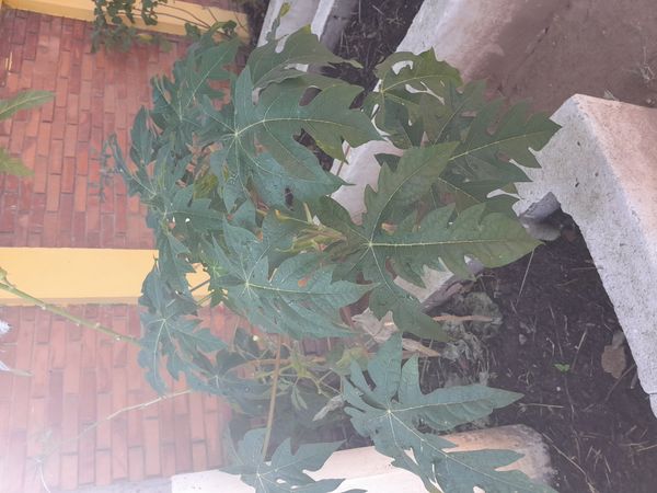 Identificação da planta Mamão por foto