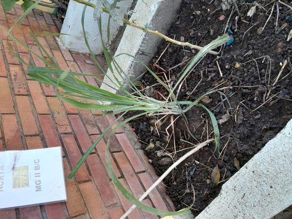 Identificação da planta Capim-limão por foto