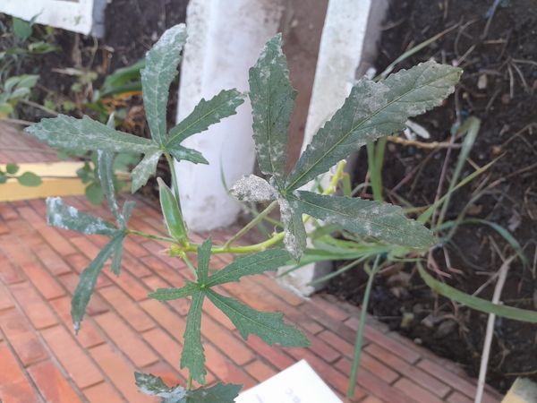 Identificação da planta Kenaf por foto