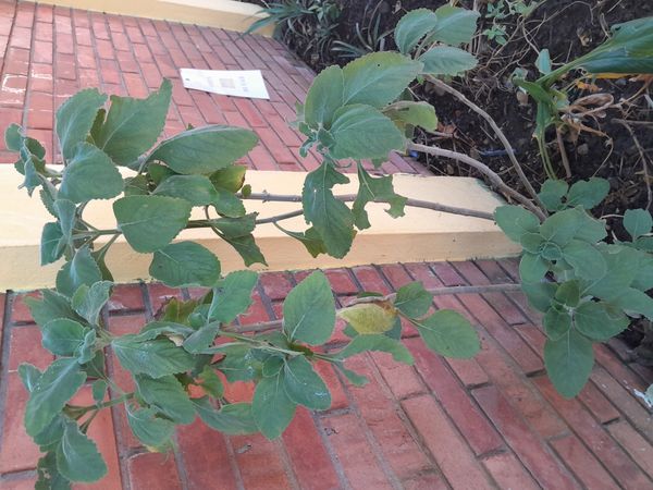 Identificação da planta Boldo-baiano por foto