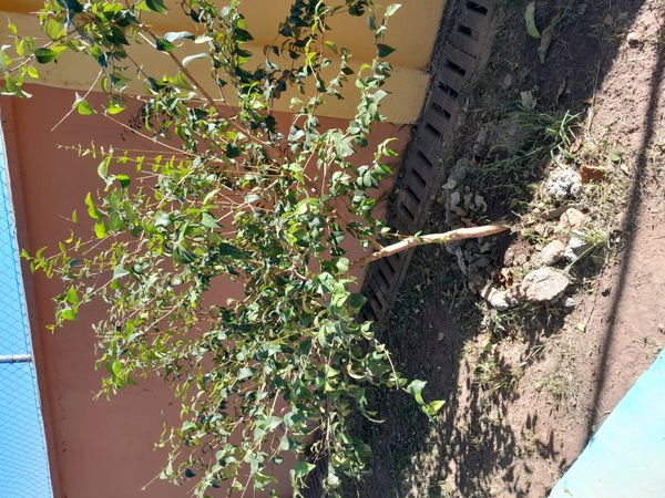 Identificação da planta Pitanga por foto