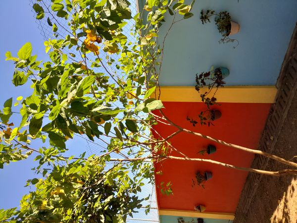 Identificação da planta Ipê-roxo por foto