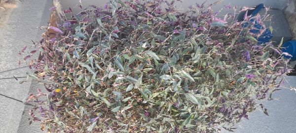 Identificação da planta Véu de noiva por foto