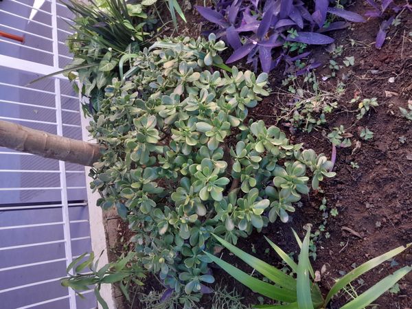 Identificação da planta Planta-jade por foto