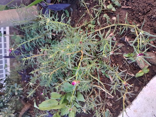 Identificação da planta Onze-horas por foto